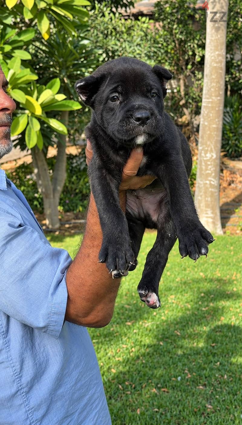 Cane corso puppies 1