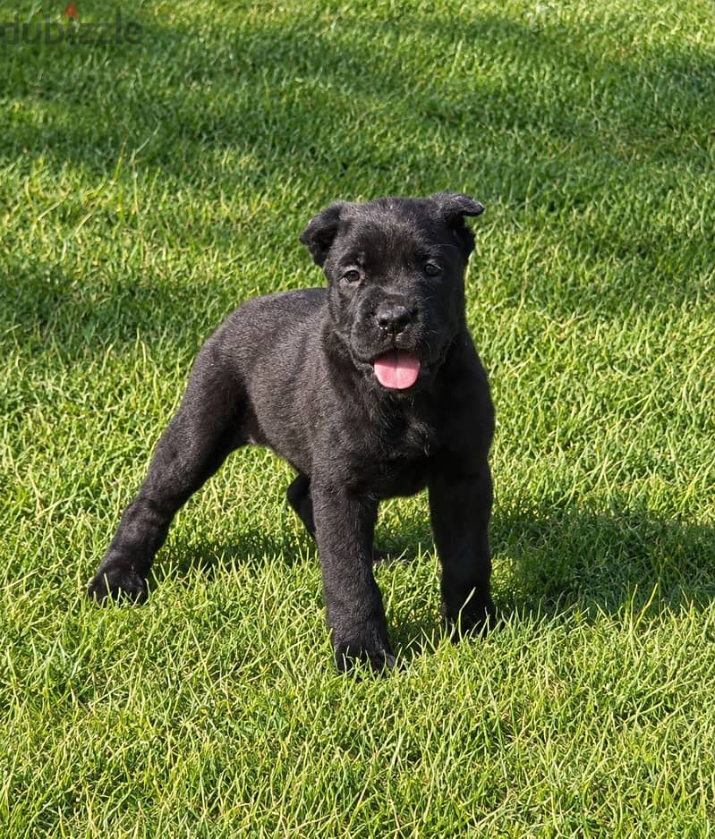 Cane corso puppies 2