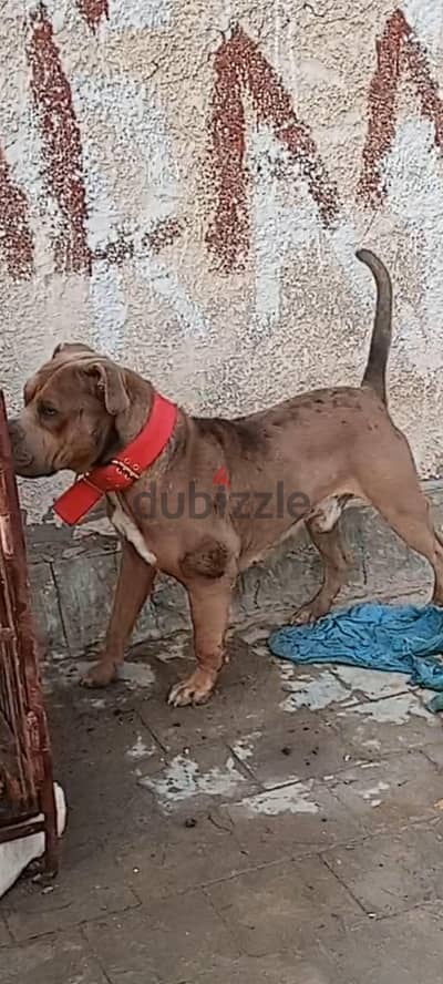 ذكرين بيتبول تقليب عالي للجواز اسكندريه العجمي الدكرين طلوقه بصمه
