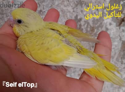 زغاليل استرالي للتأكيل اليدوي بسم الله ماشاء الله