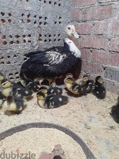 مطلوب كتاكيت بط سودانى