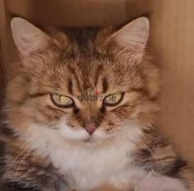 Shirazi cat and 5 kittens for sale.