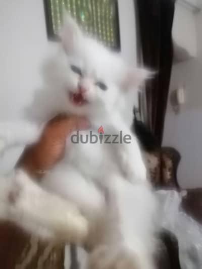 أكتوبر حي ١١ شارع التعاويات