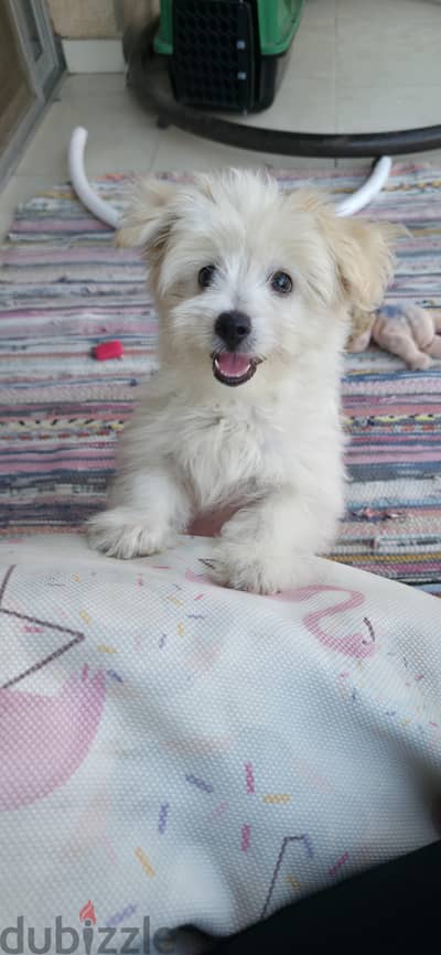 Havanese