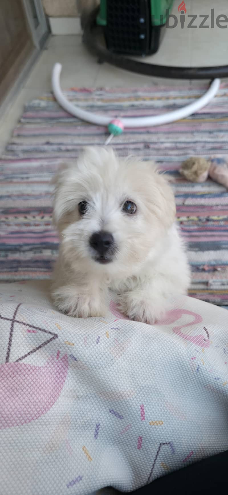 Havanese 1