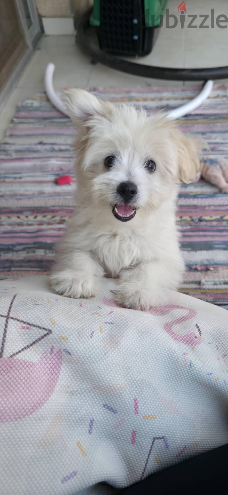 Havanese 2