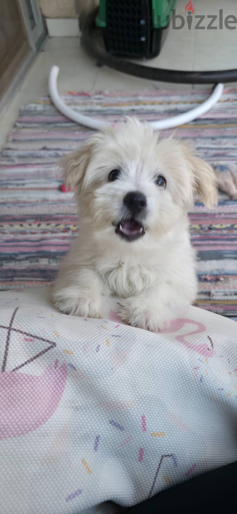 Havanese 3