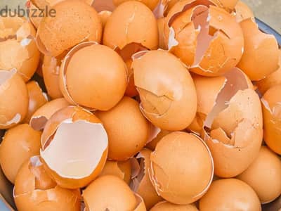 أكل طيور الزينه