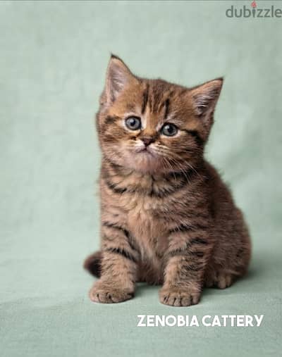 British Shorthair Golden Tabby