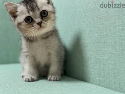 British Shorthair Silver Shaded