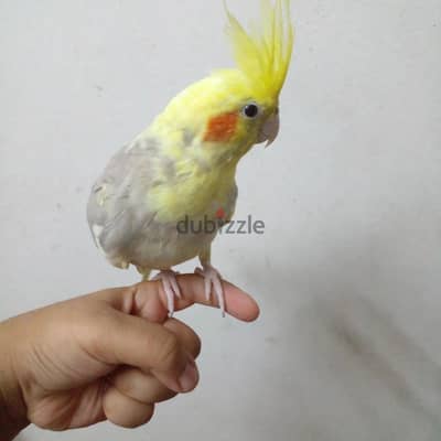 كوكتيل مدرب  اول شغل