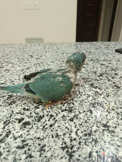 بغبغاء كويكر بلو بباخذ ٣ وجبات طيب و هادي. أمن علي لاطفال  للتواصل