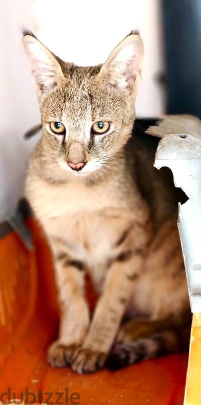 jungle cat