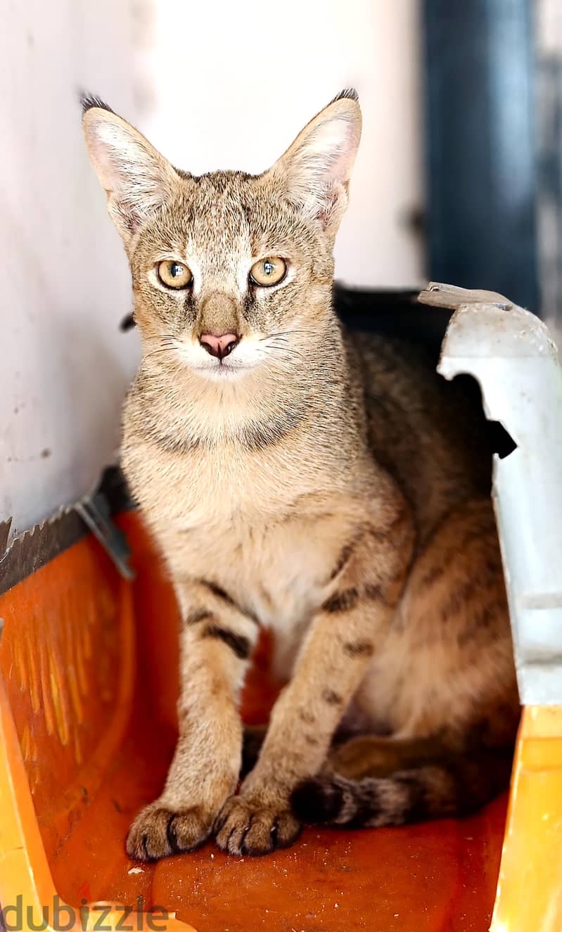 jungle cat 1