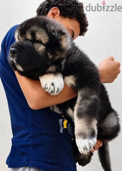 Caucasian shepherd puppy