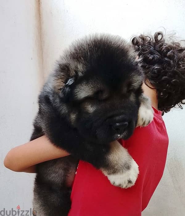 Caucasian shepherd puppy 1