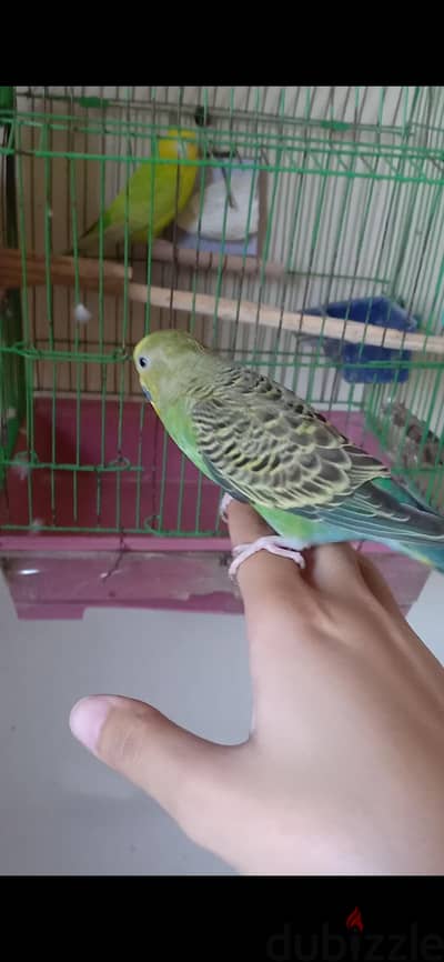 دار السلام