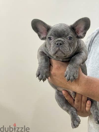 French bulldog puppy فرنش بولدوج