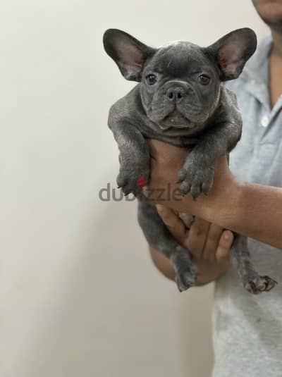 French bulldog puppy فرنش بولدوج