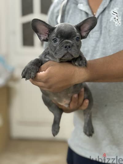French bulldog puppy فرنش بولدوج