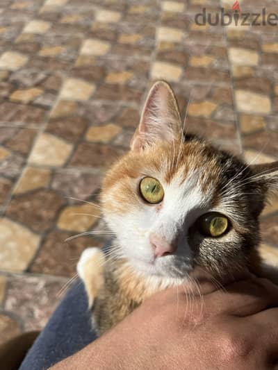 Semsema needs a new home