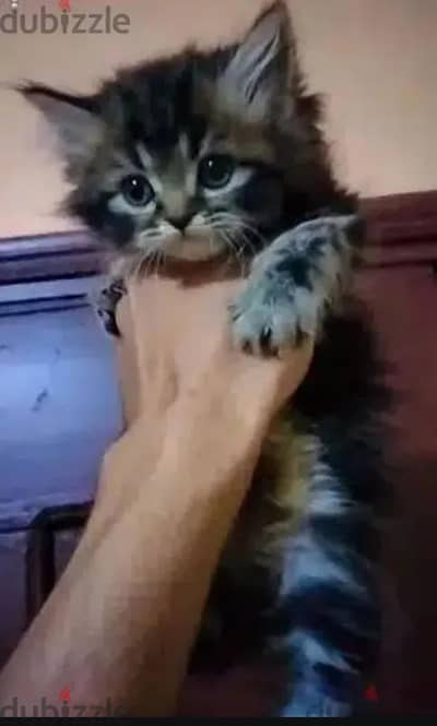 قط شيرازي 43 يوم يرجي الاتصال علي 01094843595
