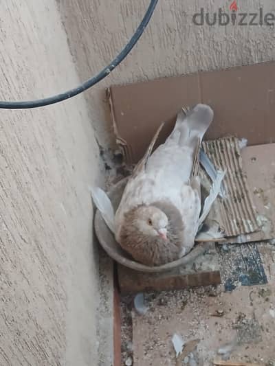 قص رومي بيحضر عش