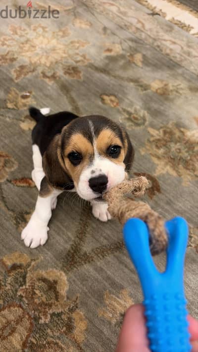 Beagle pure