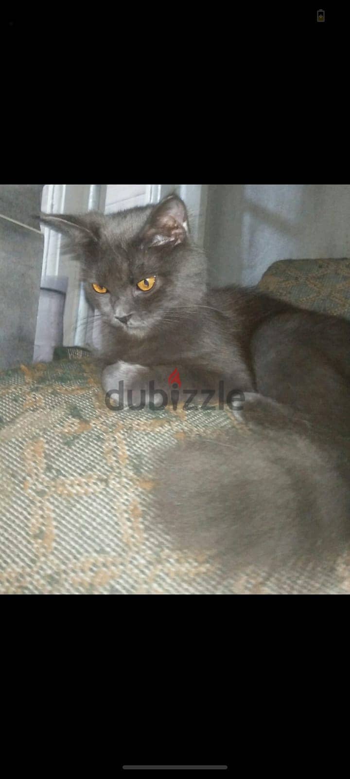 Gray cat 1