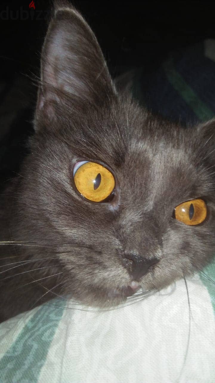 Gray cat 2