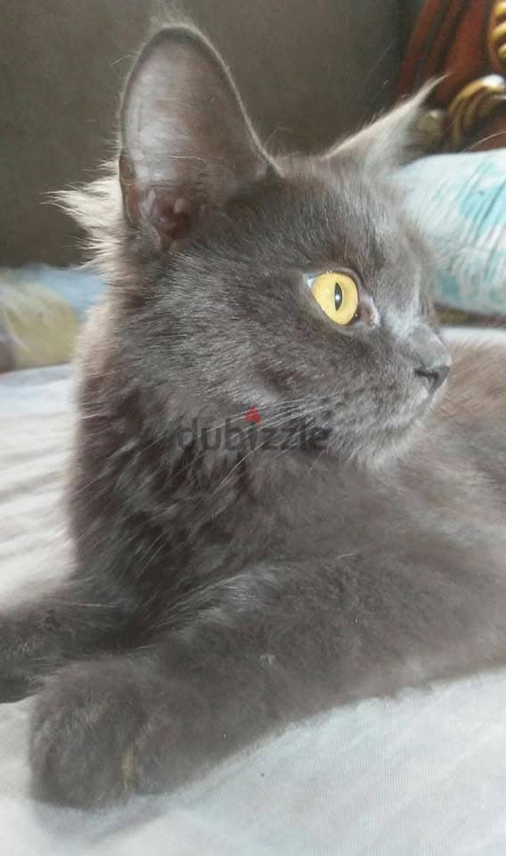 Gray cat 3
