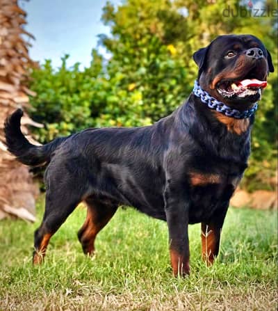 Karim