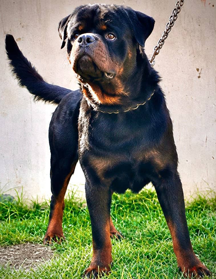 Karim 4