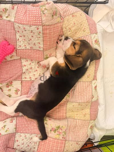 pure beagle (very rare)