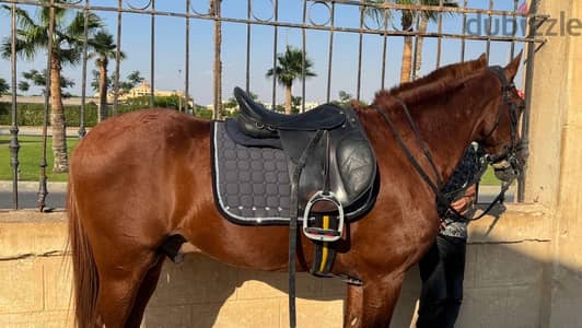 للبيع حصان بلدي متسجل في الاتحاد للاستفسار 01000485545