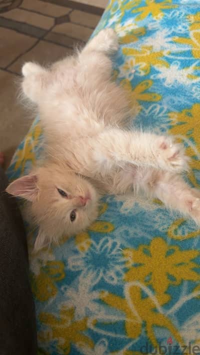 Cats for adoption قطط للتبني