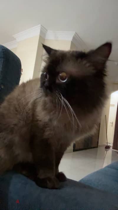 Himalayan Male cat for mating قط هيمالايا للزواج