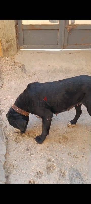 cane corso ( f )