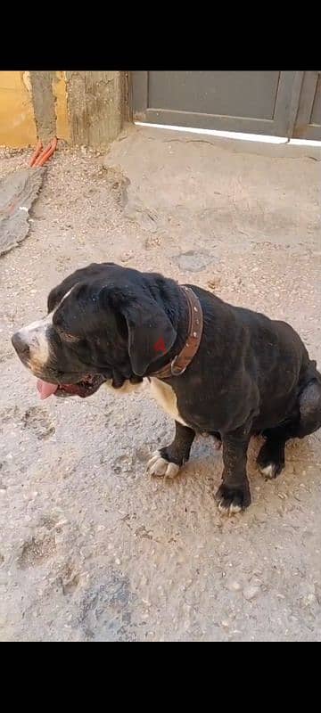 cane corso ( f ) 1