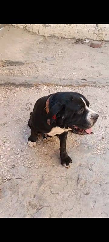 cane corso ( f ) 2