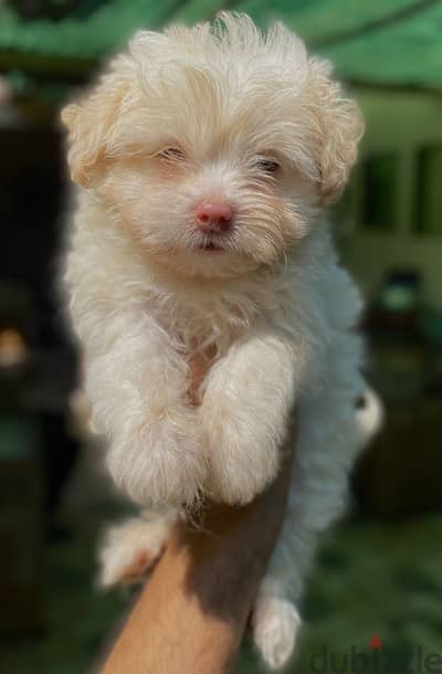 Havanese هافنيز