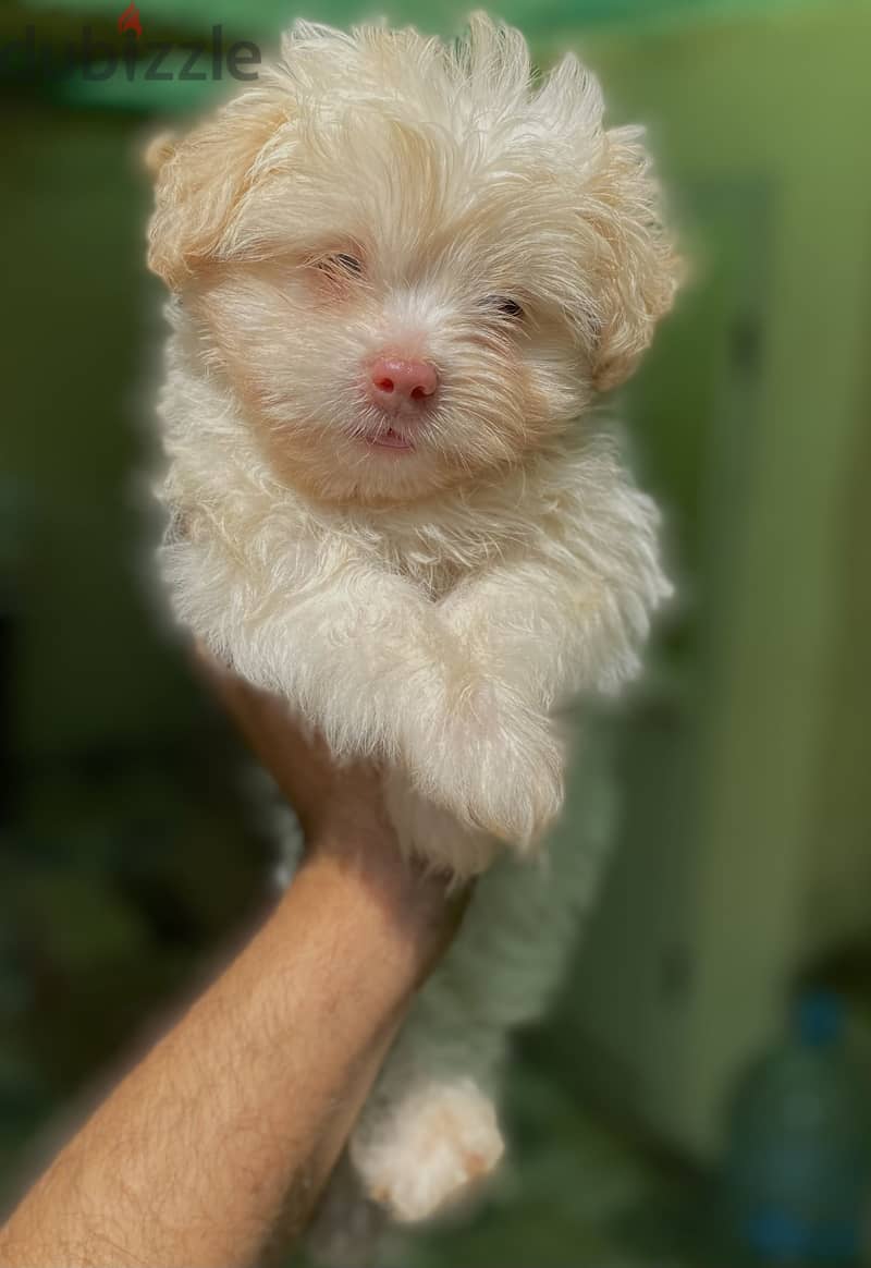 Havanese هافنيز 1