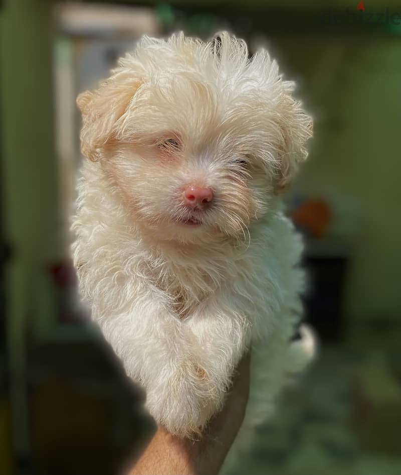 Havanese هافنيز 2