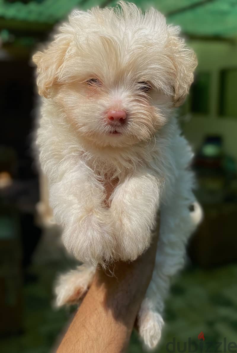 Havanese هافنيز 3