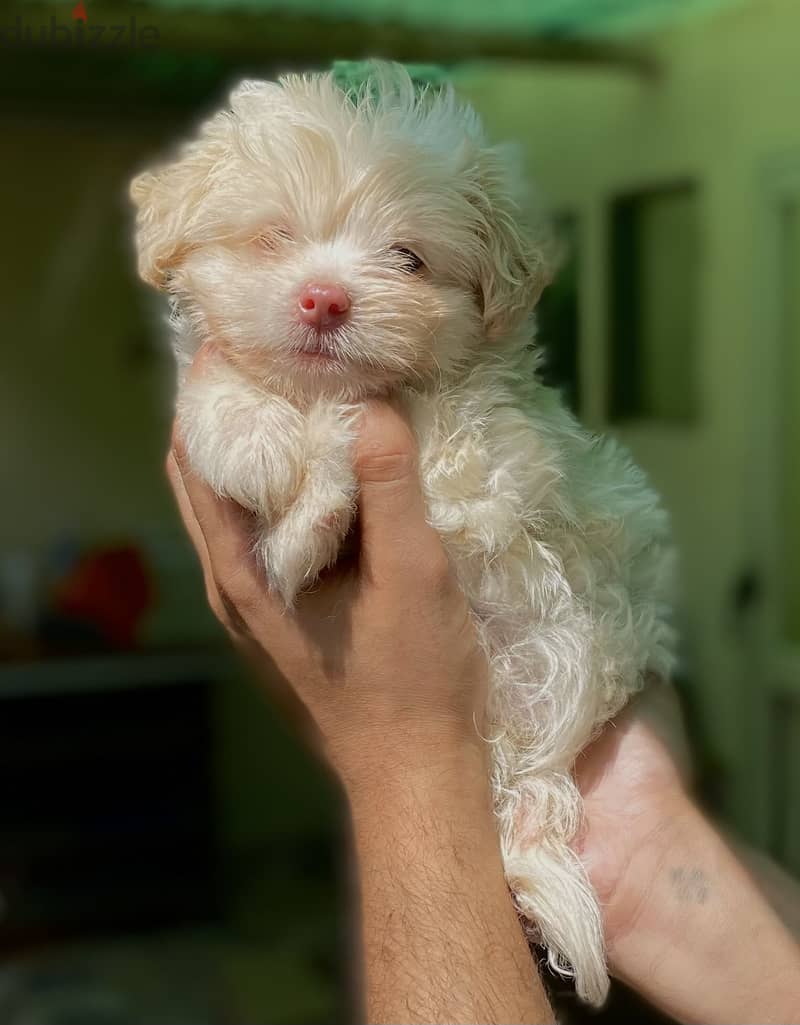 Havanese هافنيز 4
