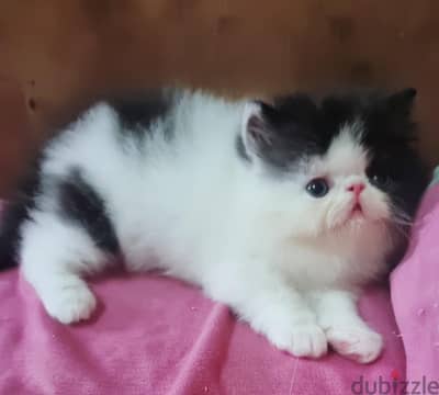 بنت فان بلاك ويت