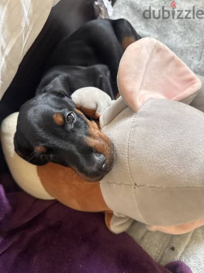 Doberman Male Puppy
