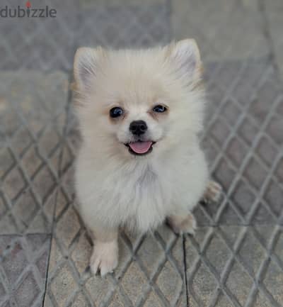 pomeranian puppy