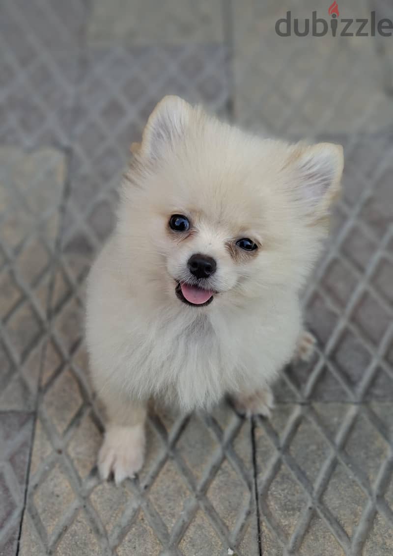 pomeranian puppy 1