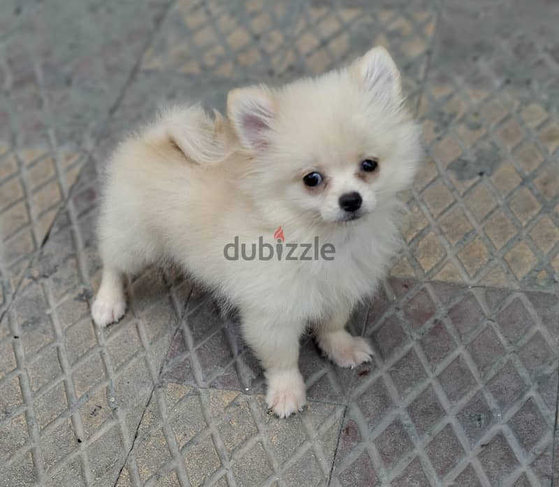 pomeranian puppy 2